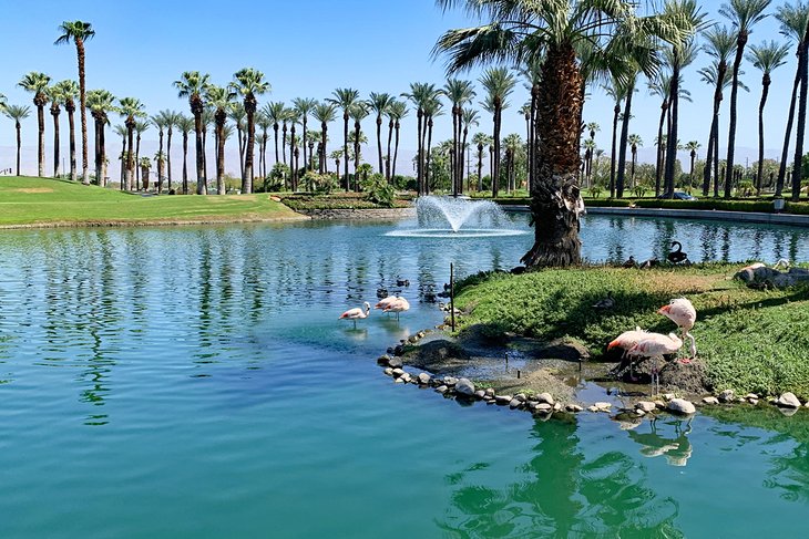 Flamingos at the JW Marriott Desert Springs Resort &amp; Spa