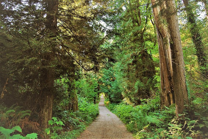 Trail in Stanley Park