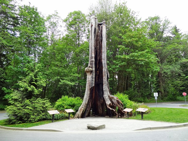 Hollow Tree in Stanley Park, Vancouver