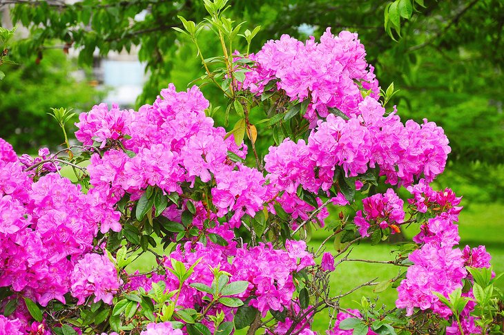 Ted &amp; Mary Grieg Rhododendron Garden in Stanley Park