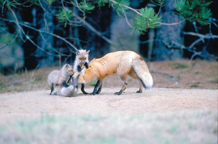 Fox family in Killarney Provincial Park