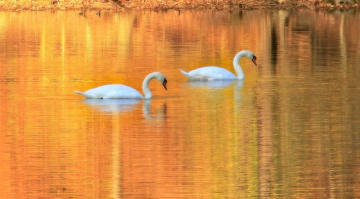 Swans in Pierrepont Pond, or Lake Naraneka, in Seth Low Pierrepont State Park Reserve