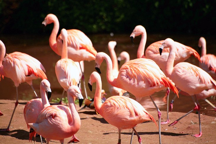 Flamingos at Paignton Zoo Environmental Park