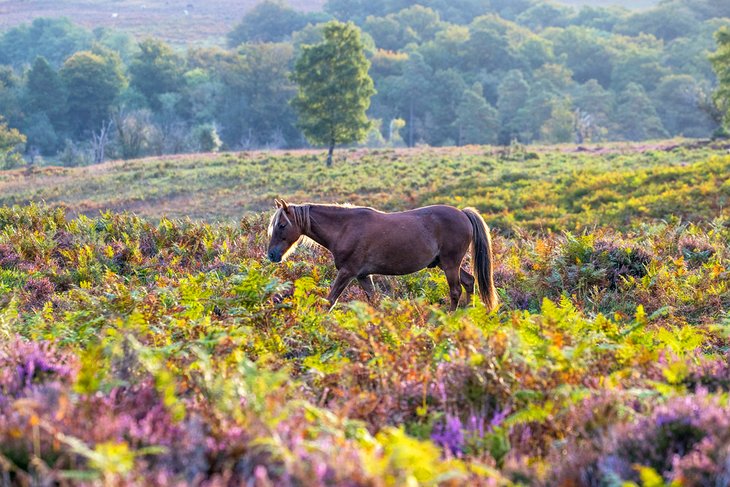 Wild pony in New Forest National Park