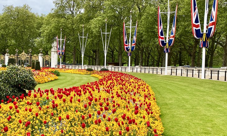 Tulips blooming in St. James's Park