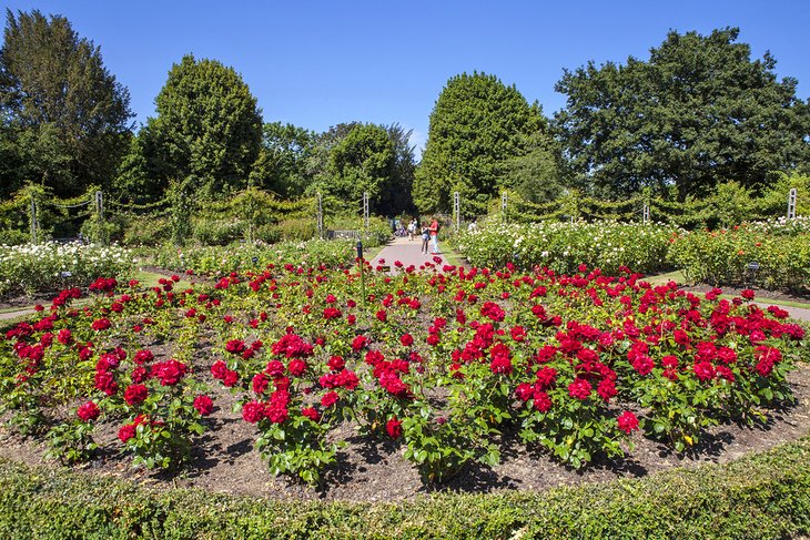 Queen Mary's Rose Gardens in Regent's Park