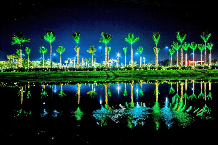 Festive Christmas palms in Sarasota