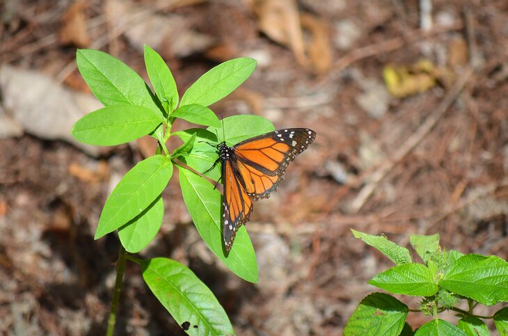 Monarch butterfly at the Daggerwing Nature Center
