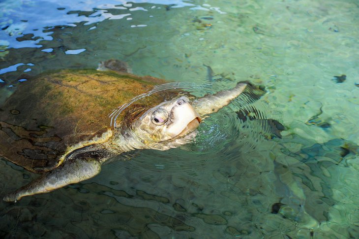 Sea turtle at the Gumbo Limbo Nature Center