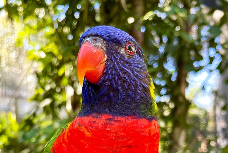 Lorikeet at Brevard Zoo