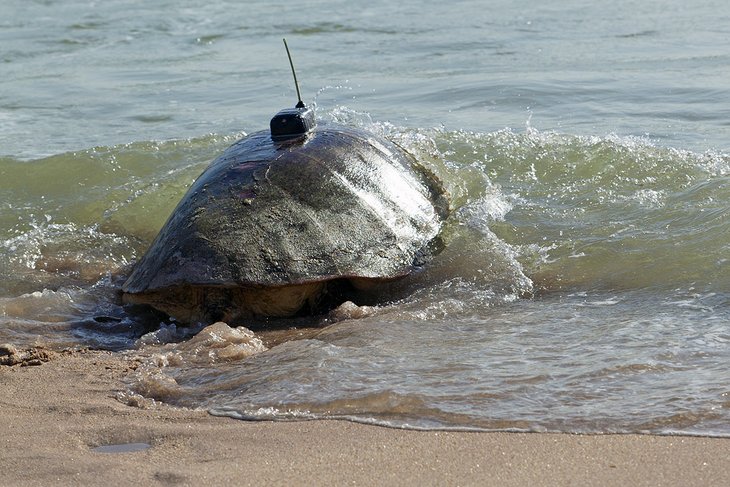 Loggerhead turtle with a satellite transmitter on the beach in Melbourne