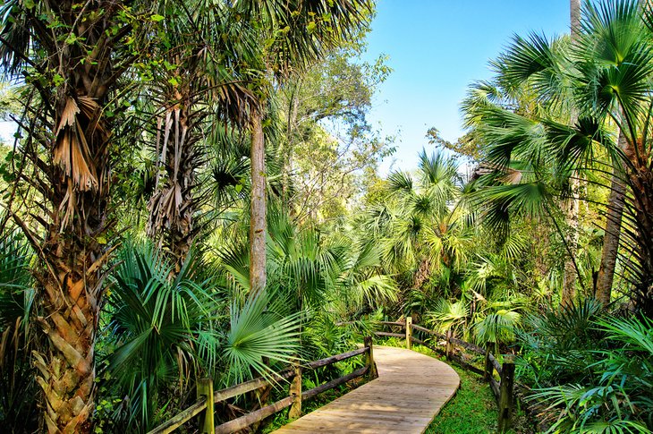 Wooden boardwalk through the Ocala National Forest