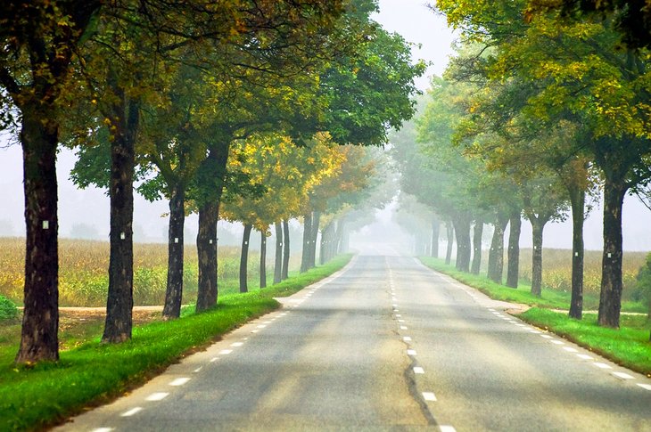 Misty road in Alsace, France