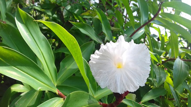 Flower in Cusuco National Park