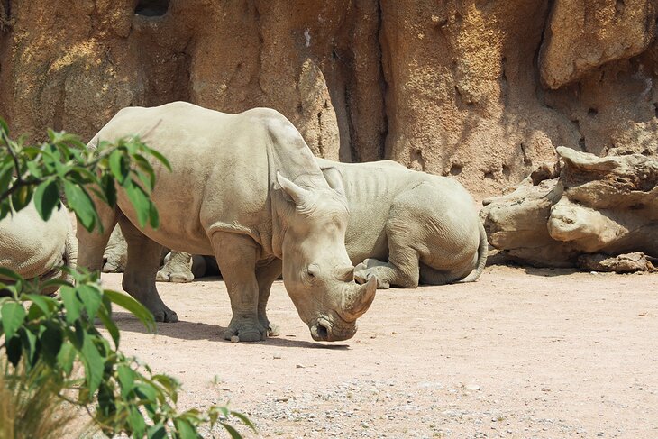 Rhino at the Faunistic Park Le Cornelle