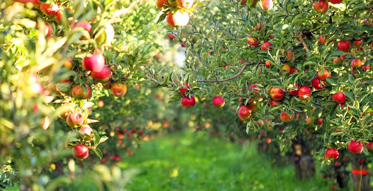 Apple orchard