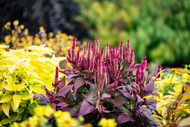 Flora in the Arboretum State Botanical Garden of Kentucky