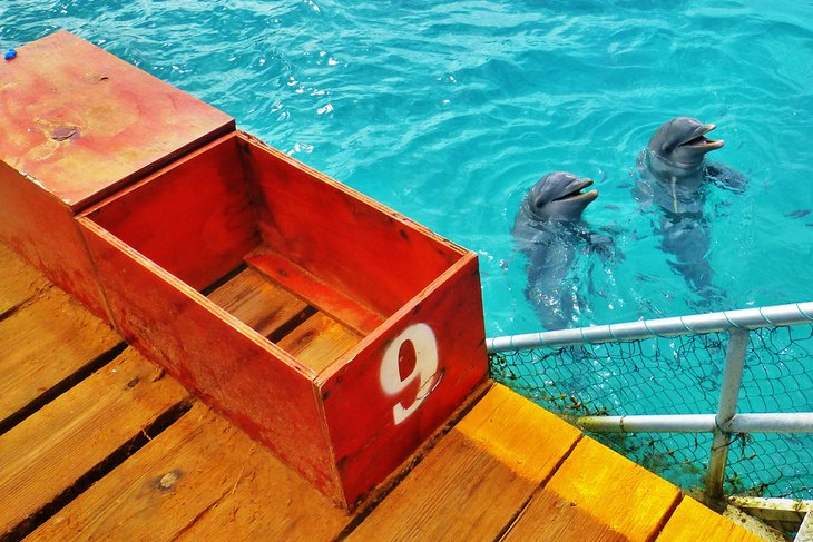 Dolphin Discovery, Isla Mujeres