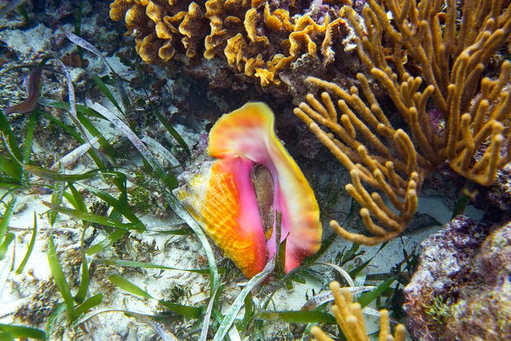 Conch shell on the Mesoamerican Reef in the Riviera Maya