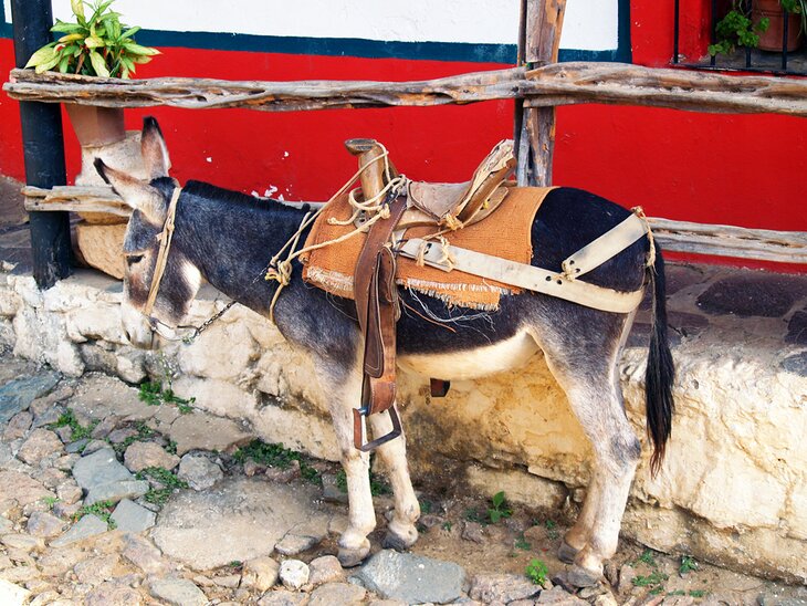 Donkey in Copala