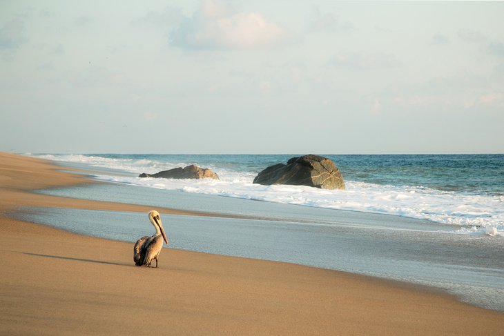 Pelican on the beach at Playa La Punta
