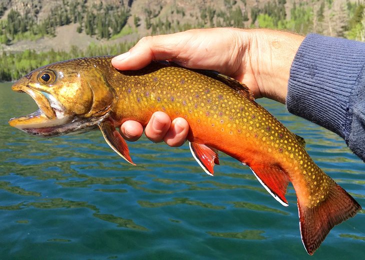Brook trout caught in a Montana alpine lake