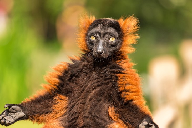 Red ruffed lemur at the ARTIS Amsterdam Royal Zoo