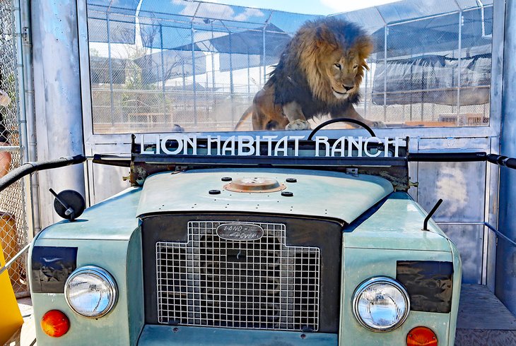 Lion Habitat Ranch