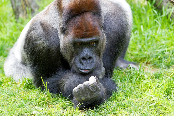 Western lowland gorilla at the Cincinnati Zoo