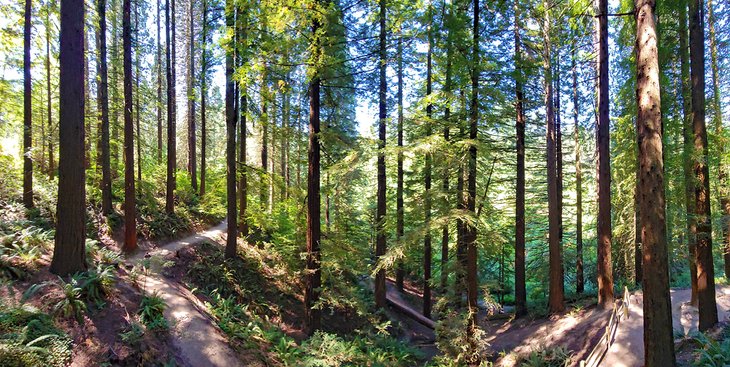 Hoyt Arboretum, Washington Park