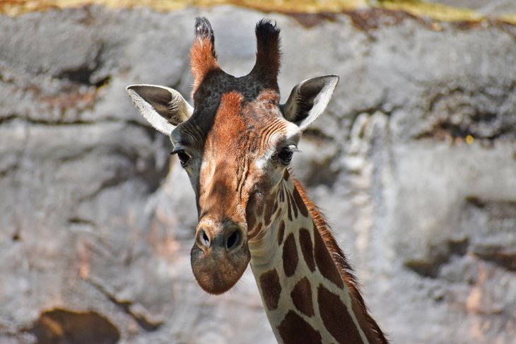 Oregon Zoo