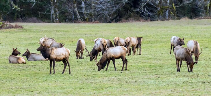 Roosevelt elk at Jewell Meadows Wildlife Area