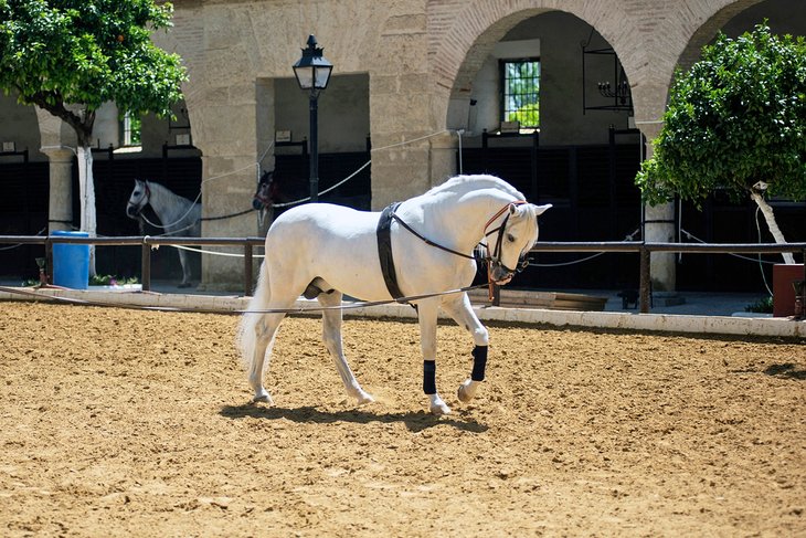Andalusian horse in the Royal Stables in Cordoba