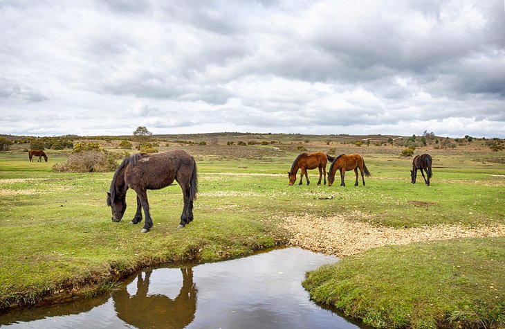 Horses grazing in New Forest National Park