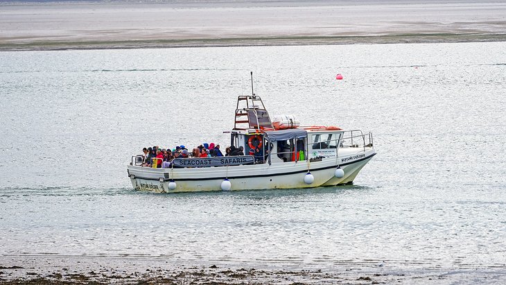 Anglesey boat trip