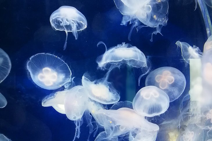 Jellyfish at the Anglesey Sea Zoo