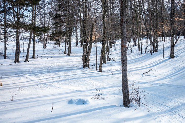 Ski trail in the forest