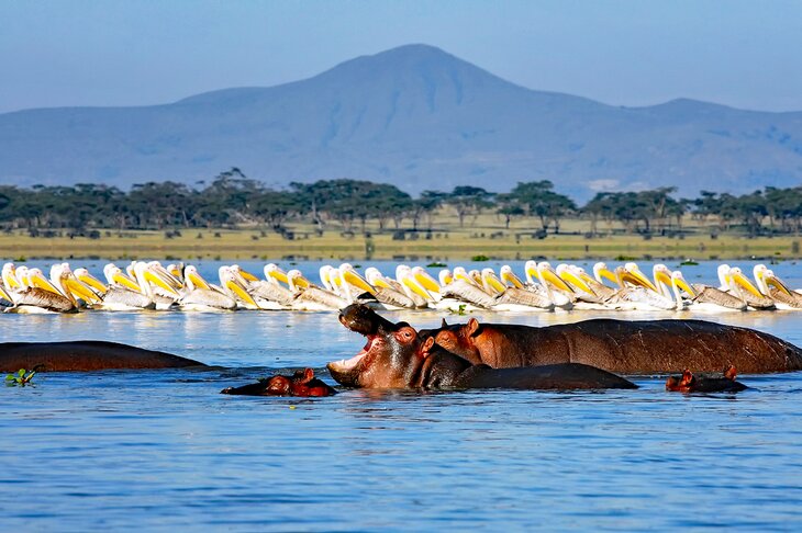 Hippos and pelicans in Lake Naivasha