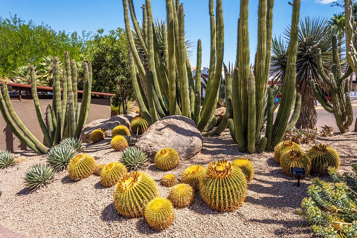Botanical gardens in Carefree, AZ
