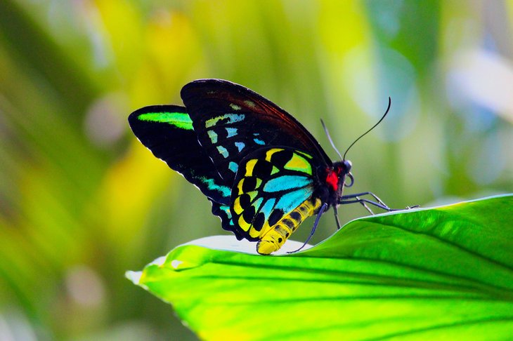 Butterfly Conservatory