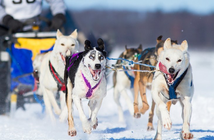 Dogsledding in Quebec