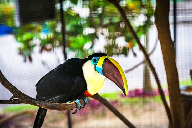 Toucan at the National Zoological Park
