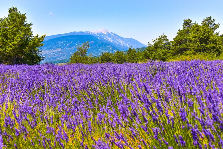 Lavender field in front of Mont Ventoux