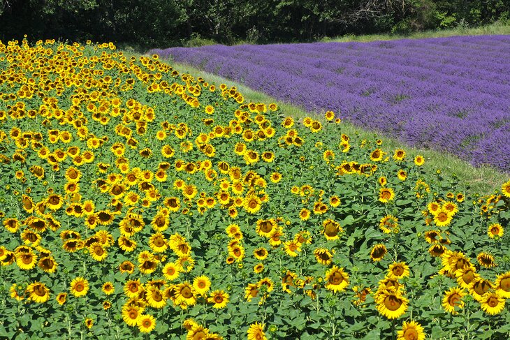 Sunflower and lavender fields near Valréas