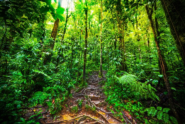 Guadeloupe National Park