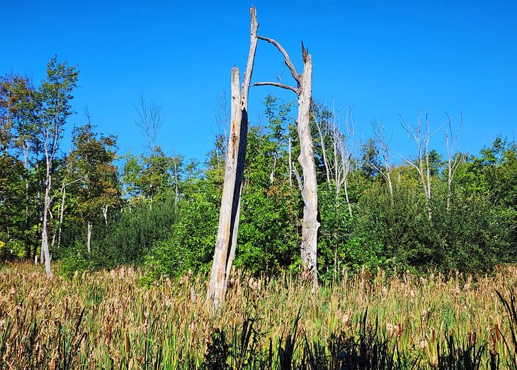 Peaks Island Land Preserve