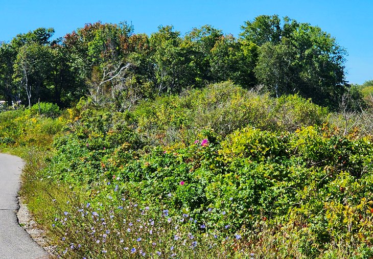 Wildflowers on Seashore Avenue