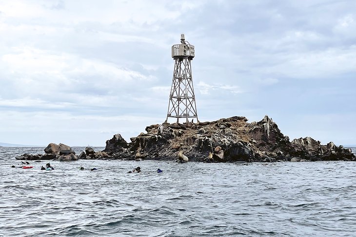 Snorkeling with sea lions at Lobera San Rafaelito