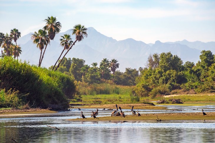 Birds in the San Jose del Cabo estuary