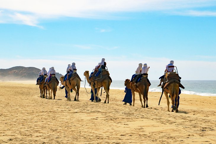 Camel ride on the beach in Los Cabos